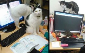 Unik, Perusahaan Jepang Ini Adopsi 9 Kucing Untuk Tingkatkan Produktivitas Karyawan